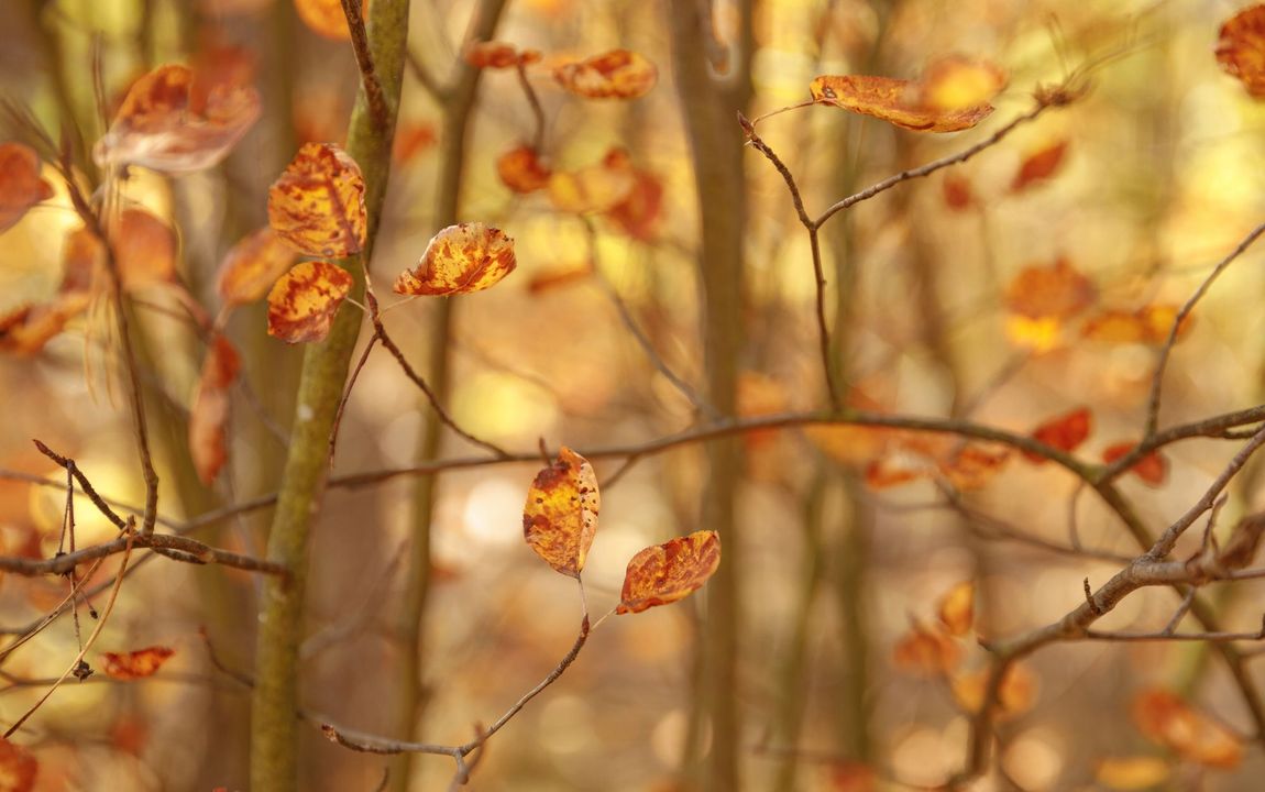 Herbstlichen Nachbarschaftsfragen: Laub, Äpfel & Igelschutz